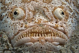 © copyright by Atlantis Resorts