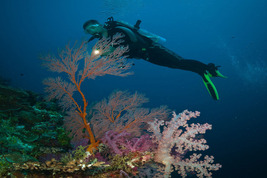 © copyright by Diversion Dive Travel