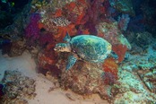 © copyright by Ra Divers