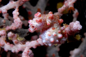 © copyright by Raja 4 Divers