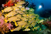 © copyright by Raja 4 Divers