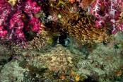 © copyright by Raja 4 Divers