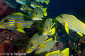 © copyright by Pierre Rebufat