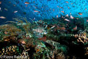 © copyright by Pierre Rebufat