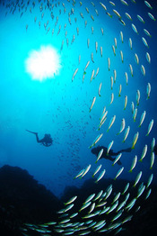 © copyright by White Manta Diving