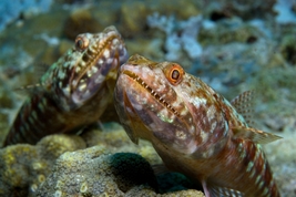 © copyright by Atlantis Resorts