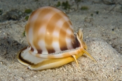 © copyright by Atlantis Resorts
