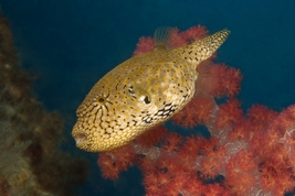 © copyright by Atlantis Resorts