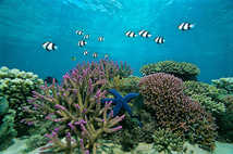 © copyright by Deep Sea Divers Den