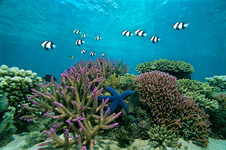 © copyright by Diversion Dive Travel