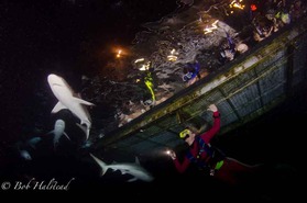 © copyright by Bob Halstead