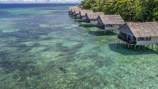 © copyright by Papua Paradise