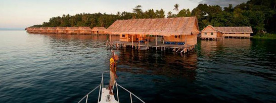 © copyright by Papua Paradise