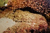 © copyright by Papua Paradise
