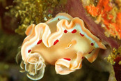 © copyright by Papua Paradise