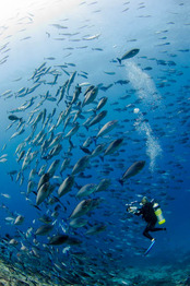 © copyright by Papua Diving
