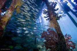 © copyright by Papua Diving