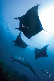 © copyright by Papua Diving