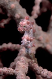 © copyright by Papua Diving