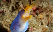 © copyright by Solitude Lembeh Resort