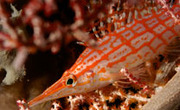 © copyright by Solitude Lembeh Resort