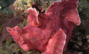 © copyright by Solitude Lembeh Resort