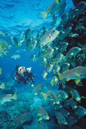 © copyright by Pro Dive