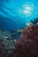 © copyright by Diversion Dive Travel