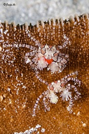 © copyright by Buceo Anilao