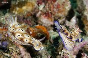 © copyright by Buceo Anilao