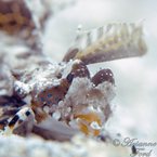 © copyright by Arianne Ford