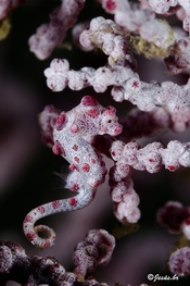 © copyright by Buceo Anilao