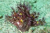 © copyright by Buceo Anilao