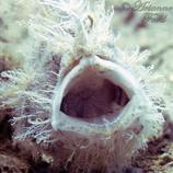 © copyright by Arianne Ford