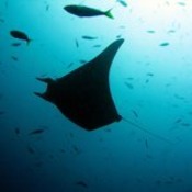 © copyright by Dive Munda