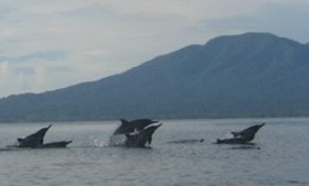 © copyright by Dive Munda