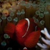 © copyright by Dive Munda