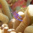 © copyright by Dive Munda