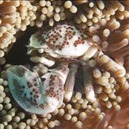 © copyright by Dive Munda
