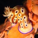 © copyright by Dive Munda