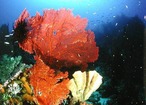 © copyright by Dive Gizo