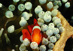 © copyright by Dive Gizo