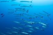 © copyright by Diversion Dive Travel