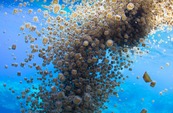 © copyright by Diversion Dive Travel