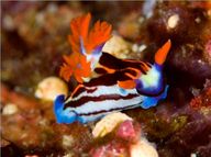 © copyright by Komodo Resort