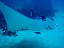 © copyright by Agusta Eco Resort