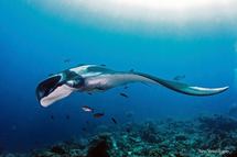 © copyright by Papua Explorers