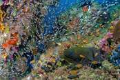 © copyright by Papua Explorers