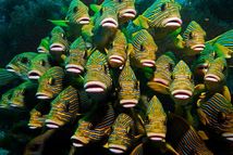 © copyright by Papua Explorers