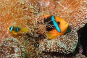 © copyright by Taveuni Dive
